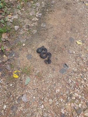 Vipera berus